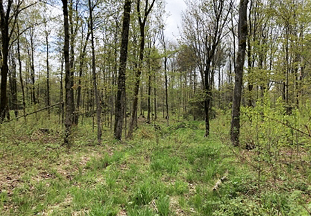 Land For Sale Lewis County Ny Forest From Land And Camps