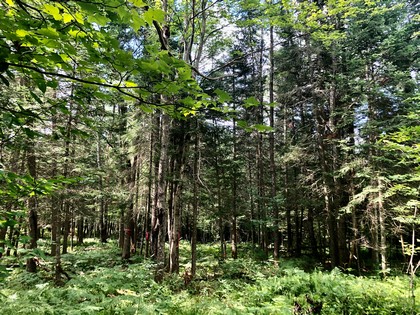 Adirondack land for sale in Forestport, NY