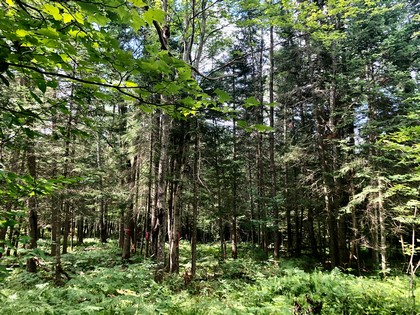 Adirondack land for sale in Forestport, NY