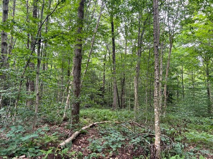 NY hunting land for sale