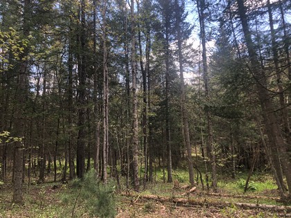 NY land for sale - Western Adirondack area