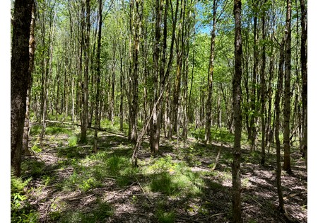 NY hunting land for sale