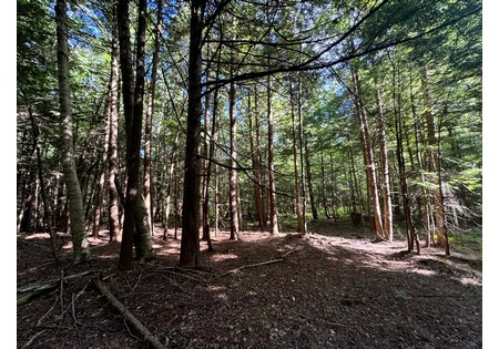 NY land for sale near Salmon River