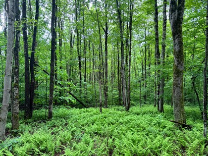 NY hunting land for sale