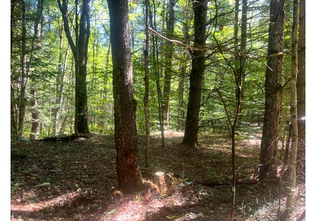 NY hunting land for sale