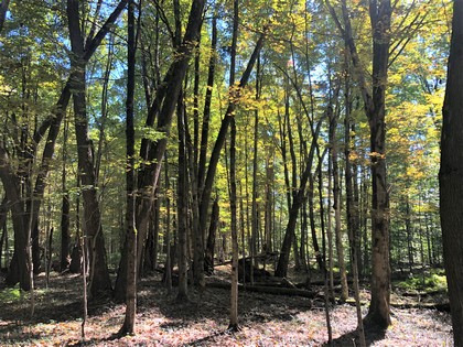 NY hunting land for sale