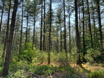 Adirondack NY land for sale