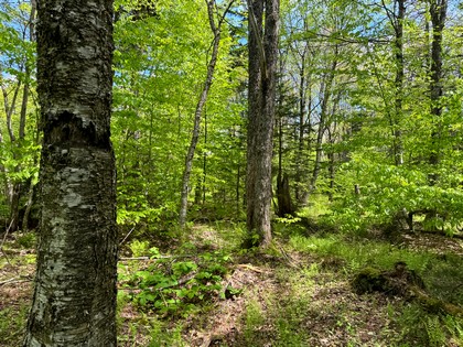 NY land and camps for sale