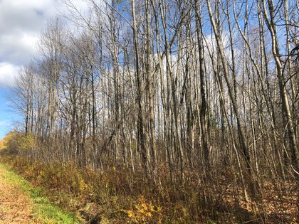 NY hunting land for sale Pharsalia NY