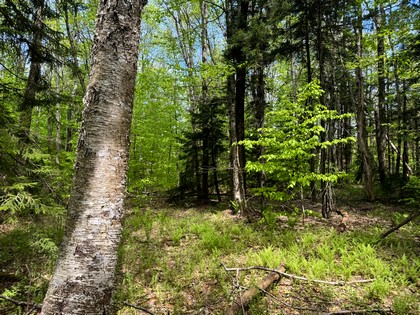 NY land and camps for sale