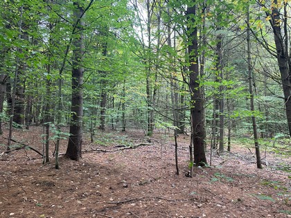 Oneida Lake Area - NY Land for Sale