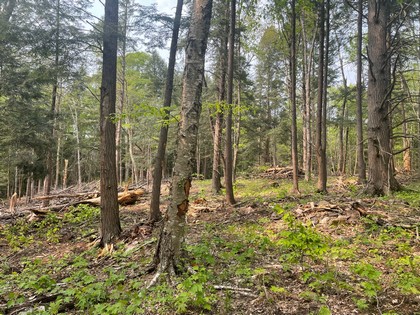 Meadows and woodlands - beautiful building lot in Florence NY near Mad River State Forest.