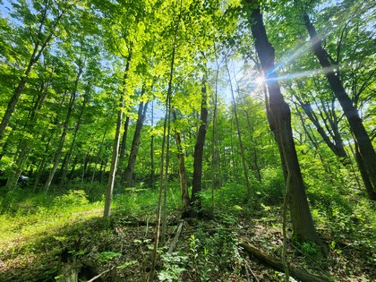 NY hunting land for sale