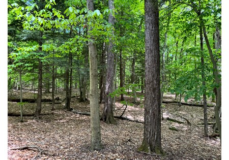 NY hunting land for sale