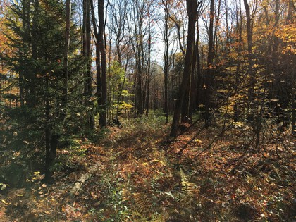 NY camp for sale in Lewis NY