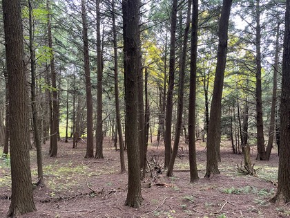 NY land for sale Catskills area