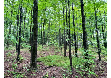 Finger lakes NY land for sale