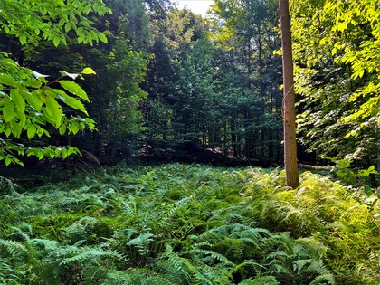 NY snowmobiling land for sale, land and snowmobile camps, ny properties, christmas associates