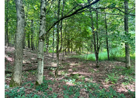 Salmon River NY building site