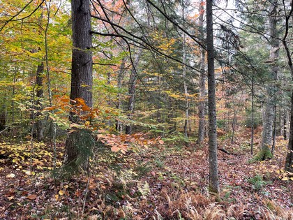 Adirondack land for sale in Forestport NY