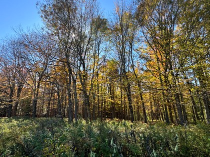 Chenango county NY land for sale