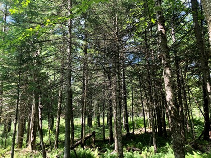 Adirondack land for sale in forestport, ny