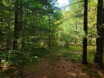 ny hunting land for sale in diana ny