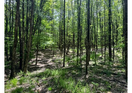 Upstate NY Land for sale 