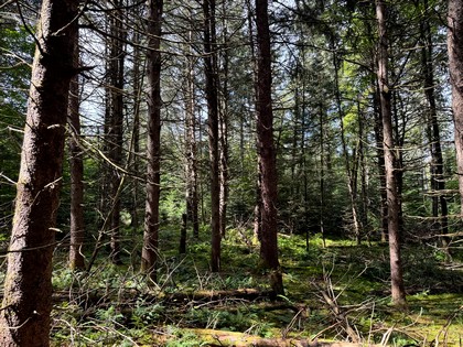 Adirondack land for sale