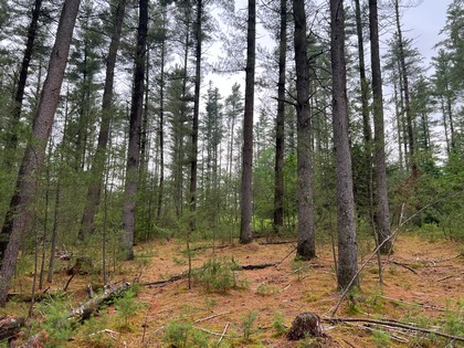 Adirondack land for sale