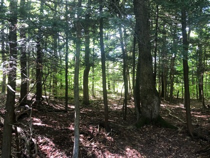 Land for sale Southern Tier NY hunting land