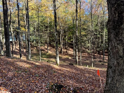 NY southern tier hunting land for sale