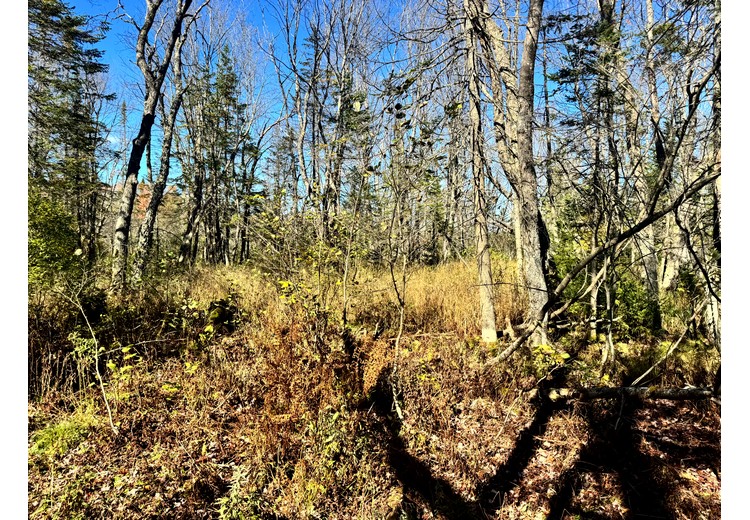 Tug Hill NY land for sale
