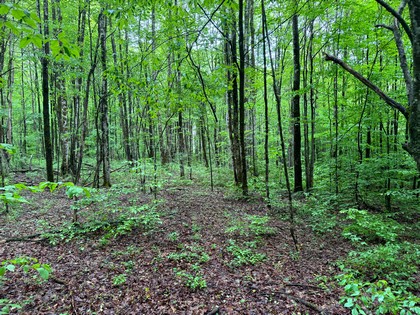 NY Southern Tier land for sale
