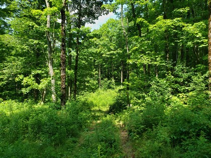 NY hunting land for sale in Redfield NY