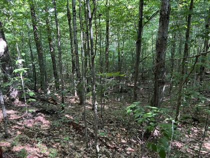 NY snowmobiling land for sale, land and snowmobile camps, ny properties, christmas associates