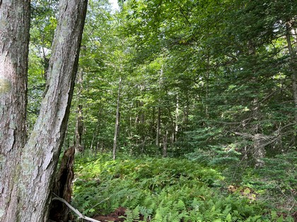 NY snowmobiling land for sale, land and snowmobile camps, ny properties, christmas associates