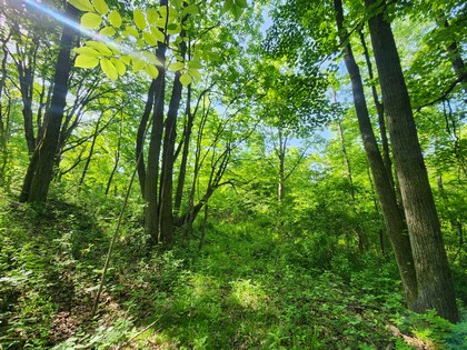 NY hunting land for sale