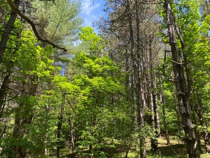 Southern Tier Hunting land NY