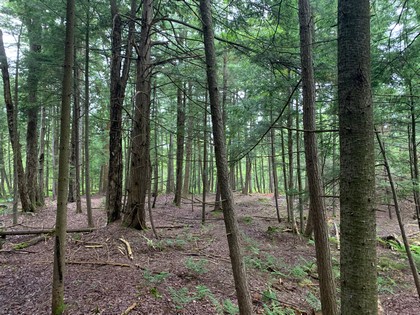 NY hunting land for sale in Steuben NY