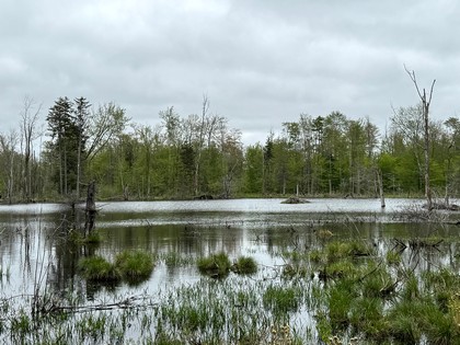 NY land for sale Tug Hill