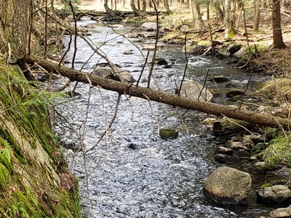 NY hunting land for sale in Diana NY