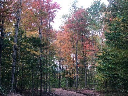 NY land for sale Florence NY