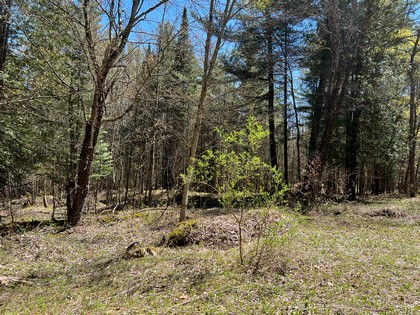 NY hunting land for sale Diana NY