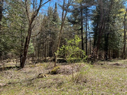 NY hunting land for sale Diana NY