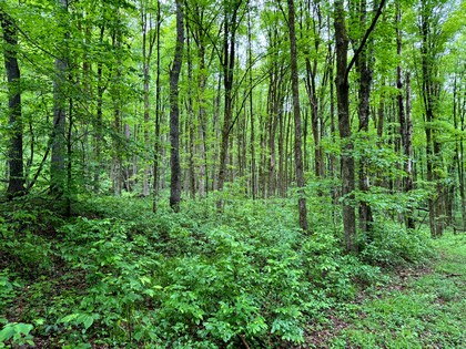 NY log cabin for sale