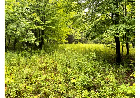 NY Finger Lakes land for sale