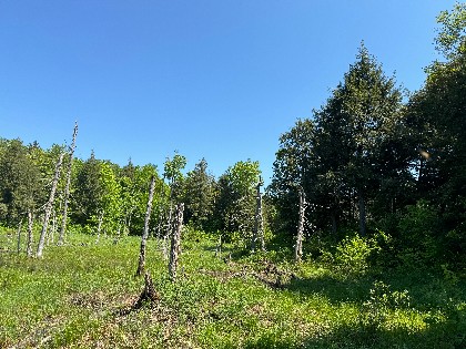 NY hunting land for sale