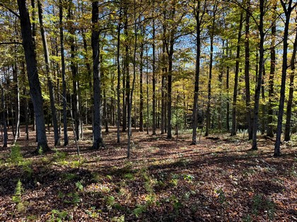 NY Southern Tier hunting land for sale
