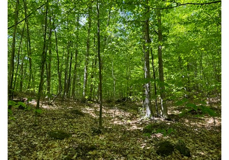 Adirondack land for sale